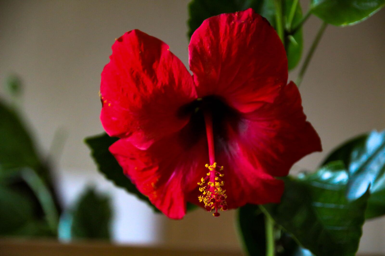 Canon EOS 700D (EOS Rebel T5i / EOS Kiss X7i) sample photo. Summer, flower, nature photography