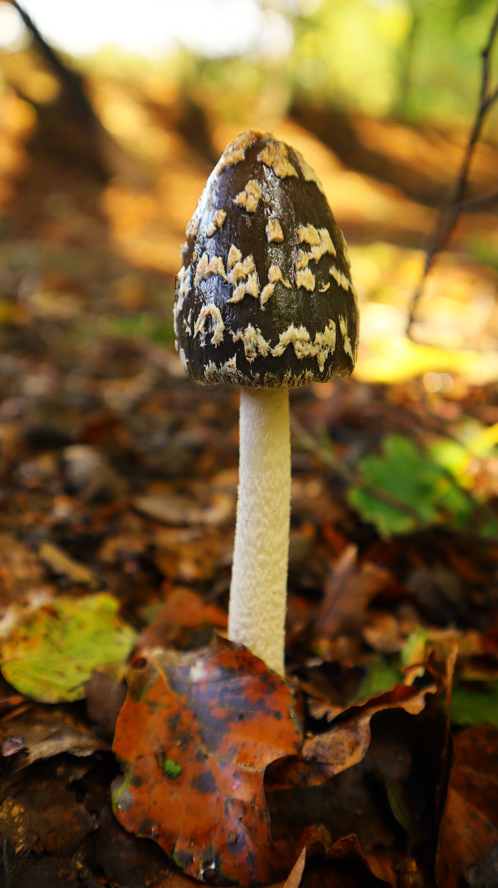 Canon EF-M 15-45mm F3.5-6.3 IS STM sample photo. Mushrooms, forest, nature photography