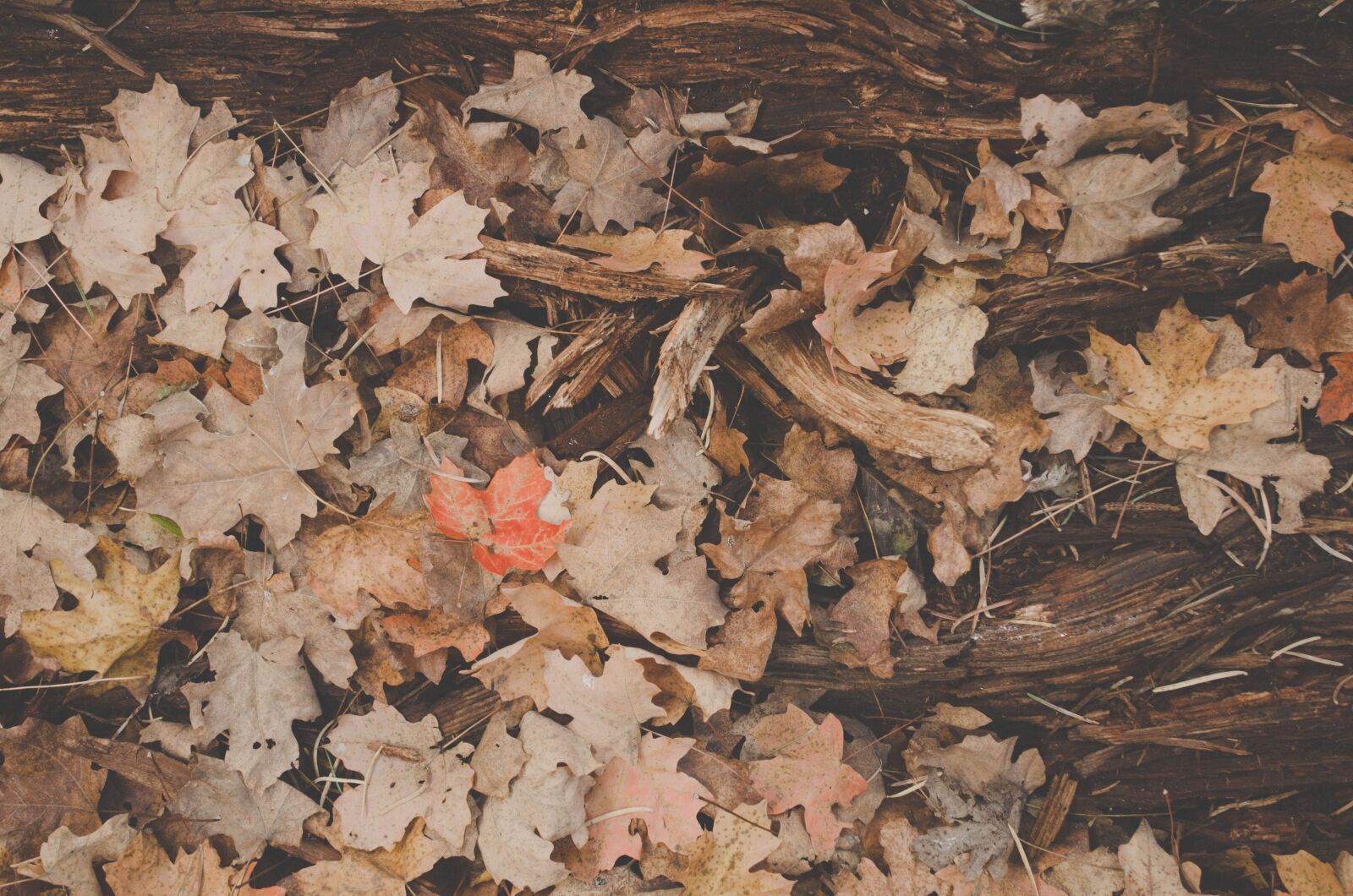 Nikon D5100 sample photo. Fall, autumn, leaves photography