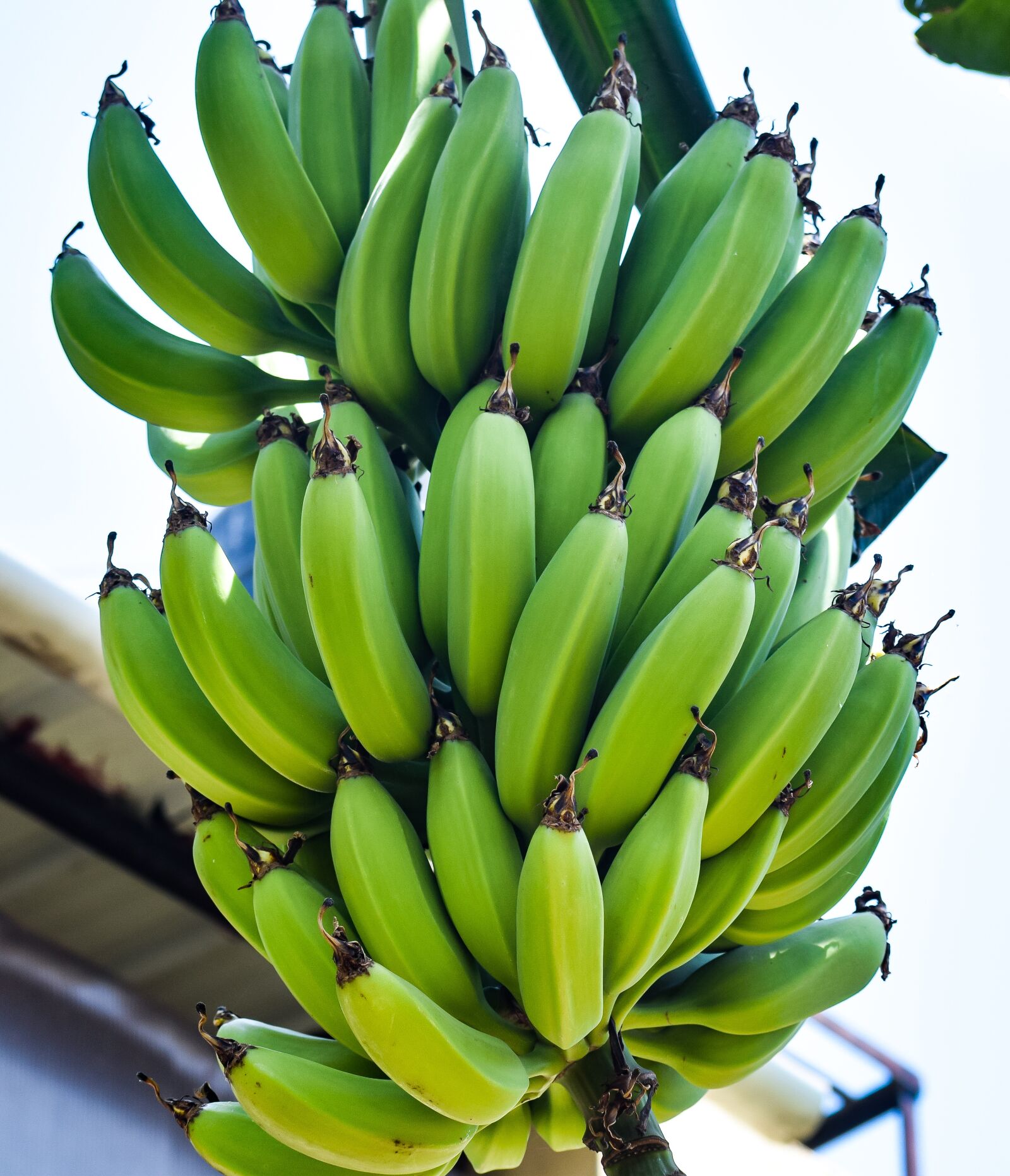 Nikon D3300 sample photo. Bananas, bunch, fruits photography