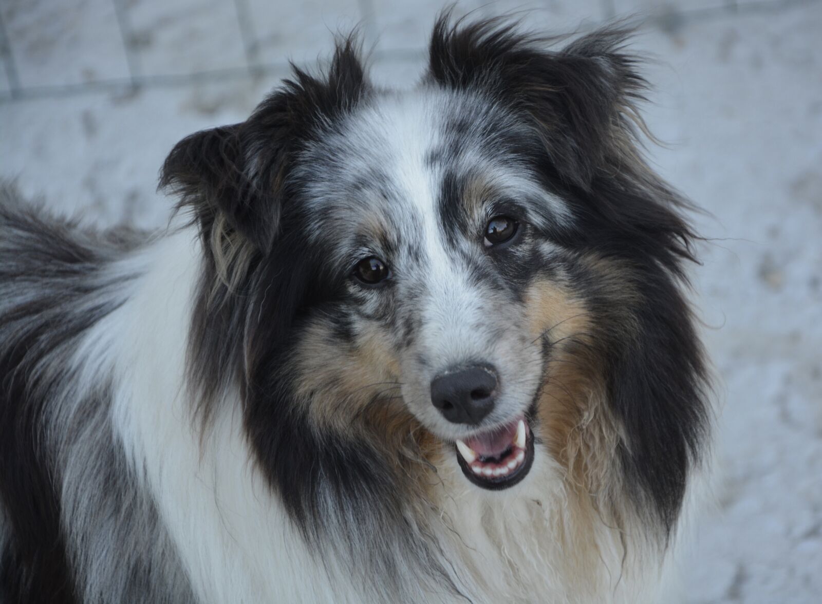 Nikon D5200 sample photo. Shetland sheepdog, dog, young photography