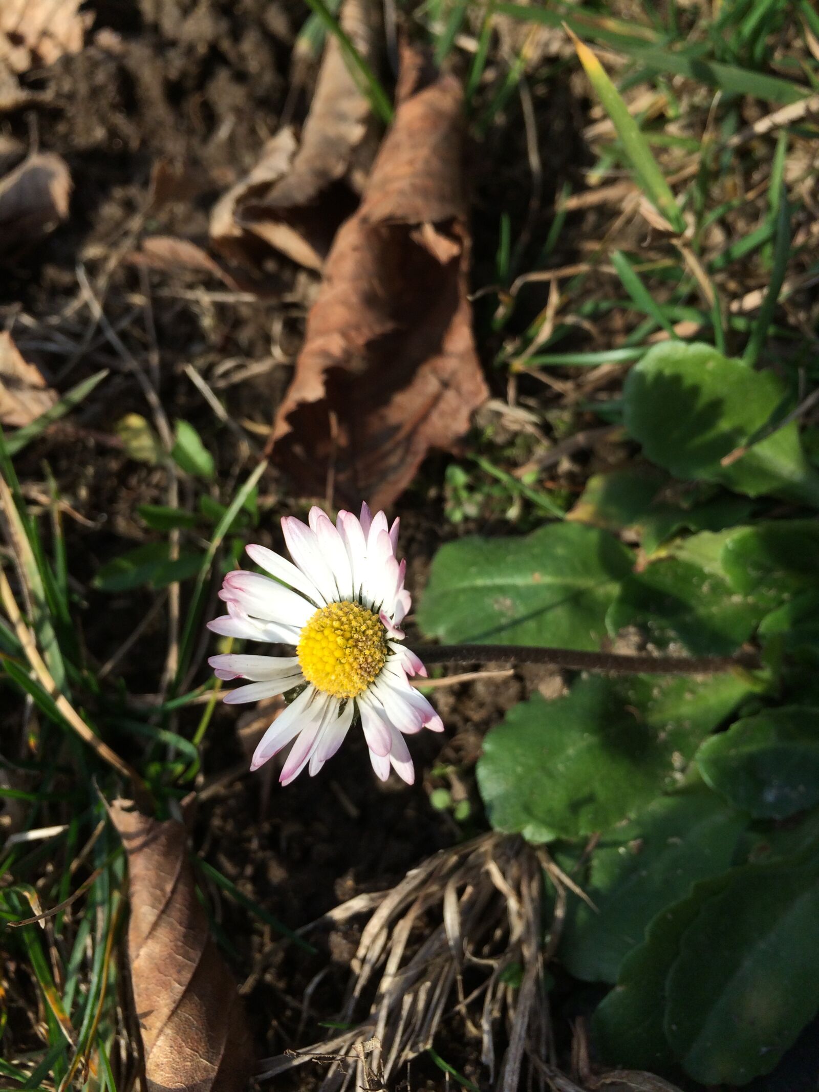 iPhone 5s back camera 4.15mm f/2.2 sample photo. Daisy, nature, flower photography