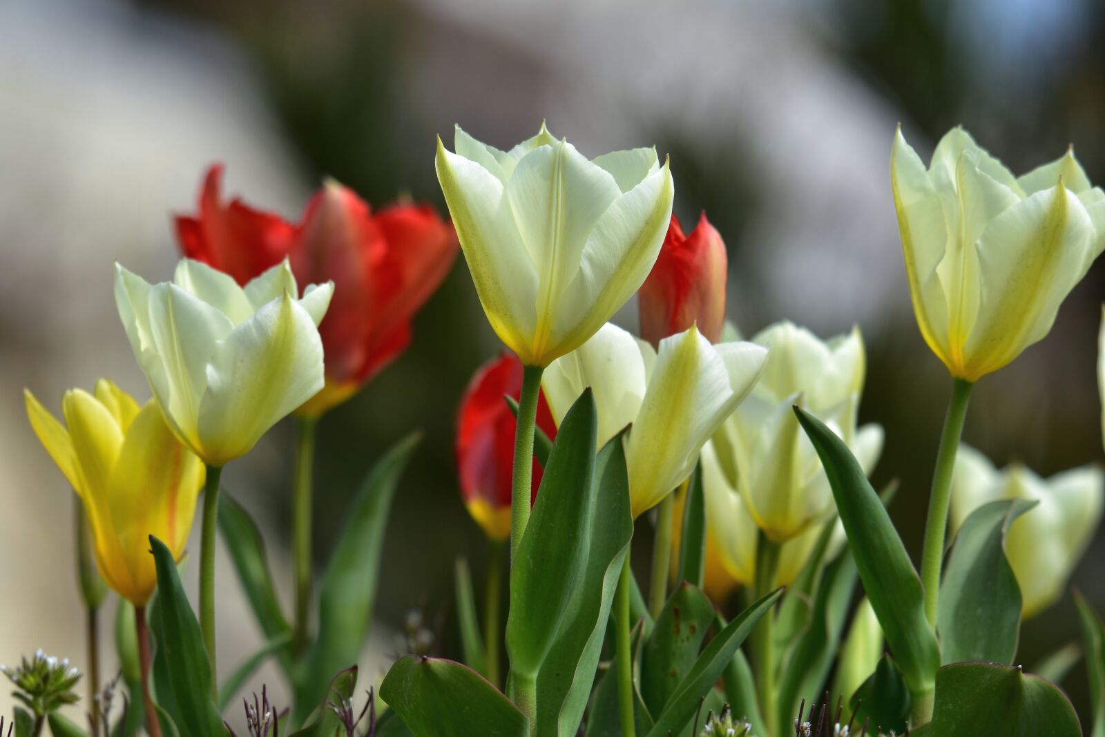 Nikon D7200 sample photo. Natural, landscape, plant photography