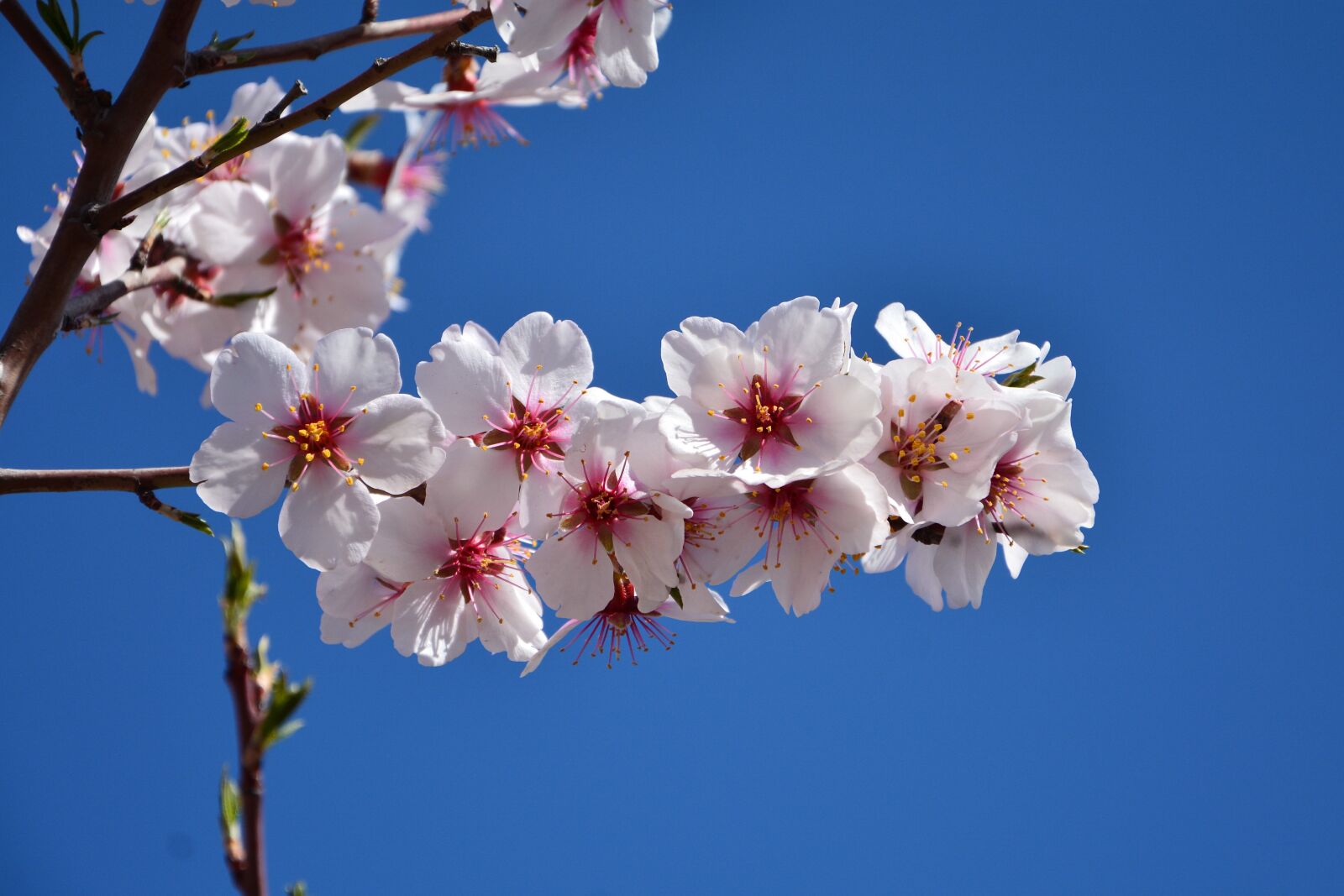 Nikon D7100 sample photo. Spring, almond trees, almond photography