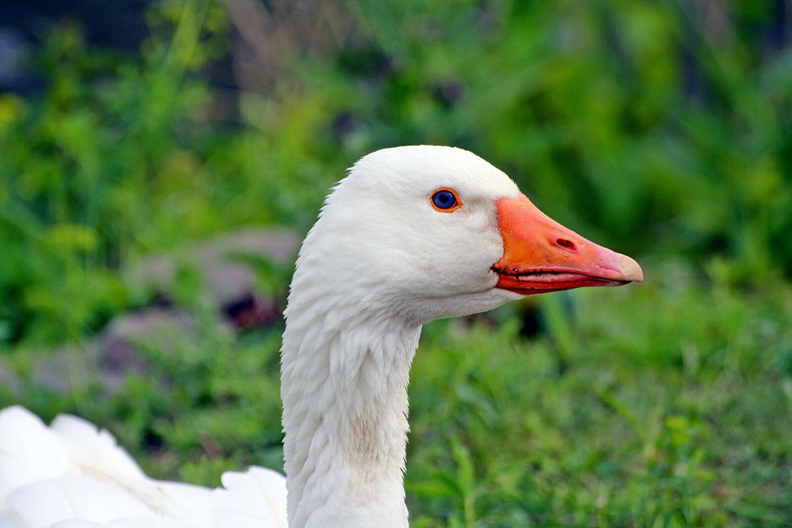 Canon EOS 1000D (EOS Digital Rebel XS / EOS Kiss F) sample photo. Goose, animal, head photography