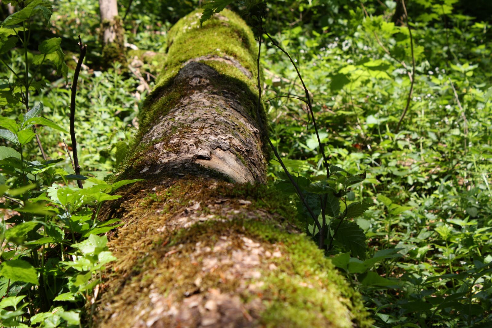 Canon EOS 1000D (EOS Digital Rebel XS / EOS Kiss F) sample photo. Dead wood, log, moss photography