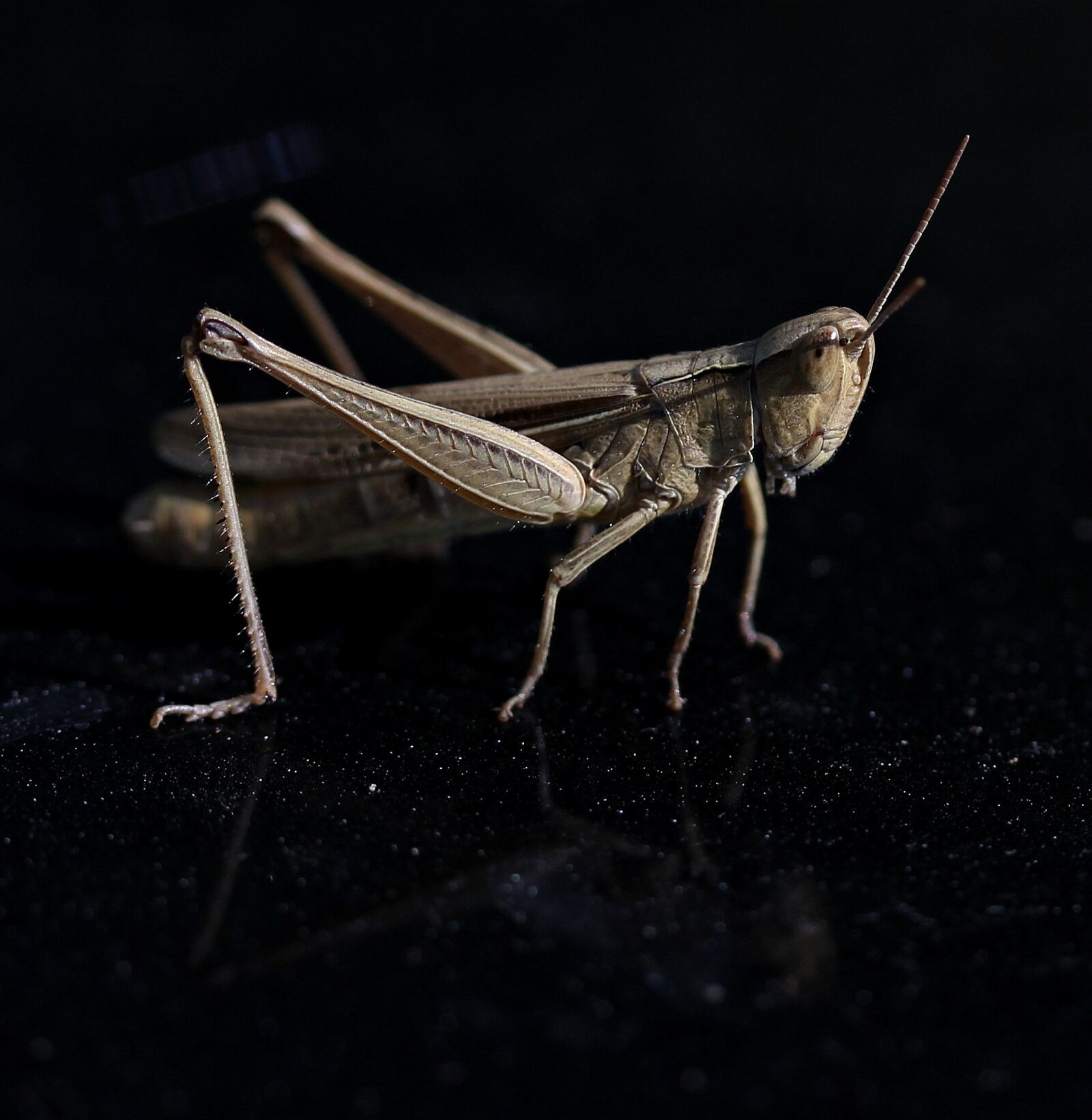 Canon EF-S 60mm F2.8 Macro USM sample photo. Grasshopper, insecta, macro photography