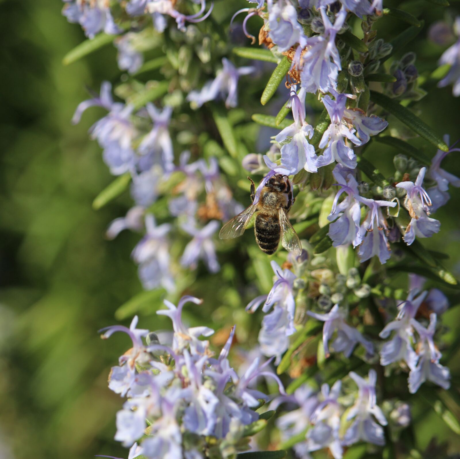 Canon EOS 700D (EOS Rebel T5i / EOS Kiss X7i) sample photo. Bee, insect, close up photography