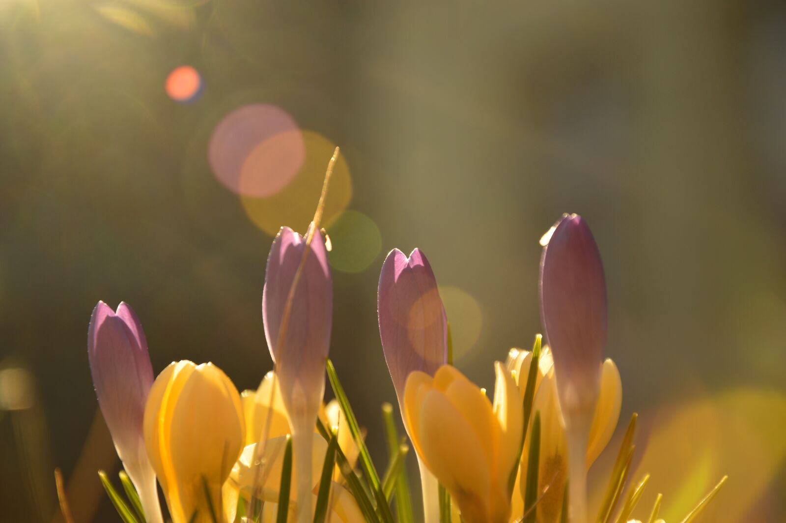 Nikon D3200 sample photo. Crocus, early bloomer, flowers photography