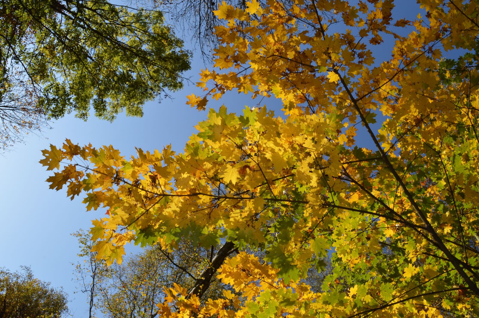 Nikon D3200 sample photo. Nature, autumn, trees photography
