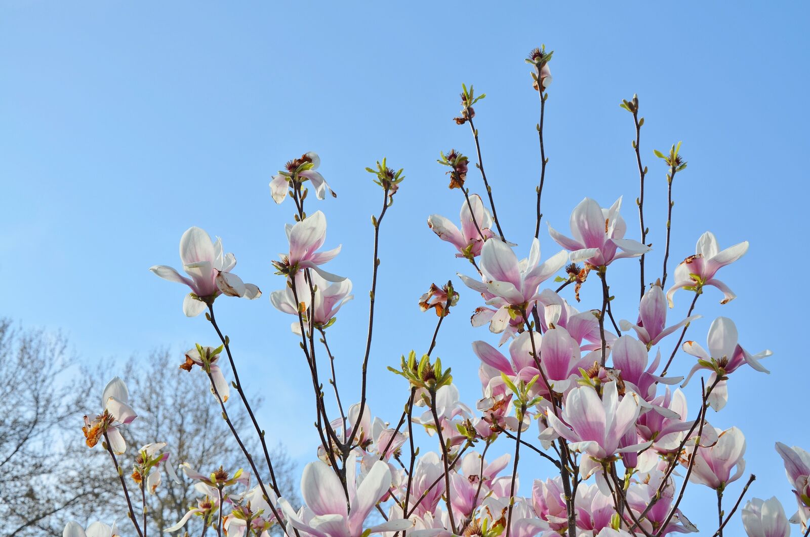 Nikon D7000 sample photo. Tree, flower, nature photography