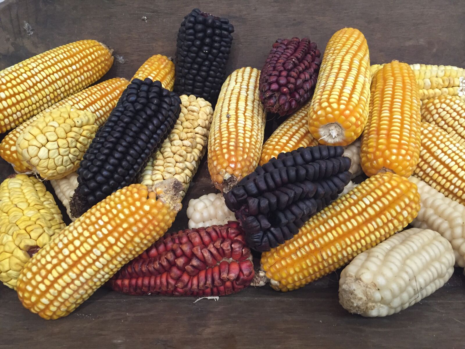 iPhone 6 back camera 4.15mm f/2.2 sample photo. Ecuadorian, corn, ecuadorianbus charter photography