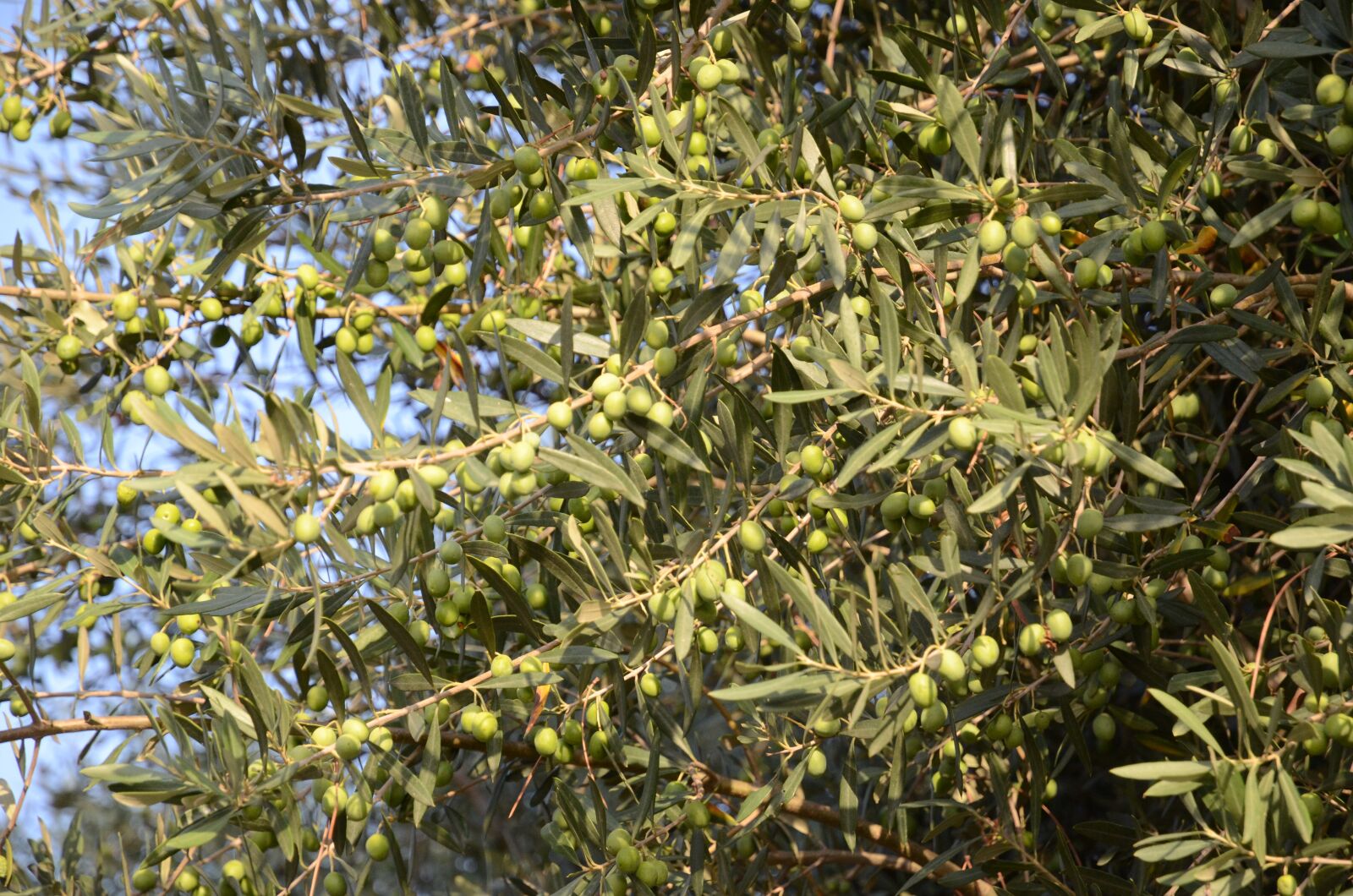 Nikon D7000 sample photo. Olives, olivo, oil photography