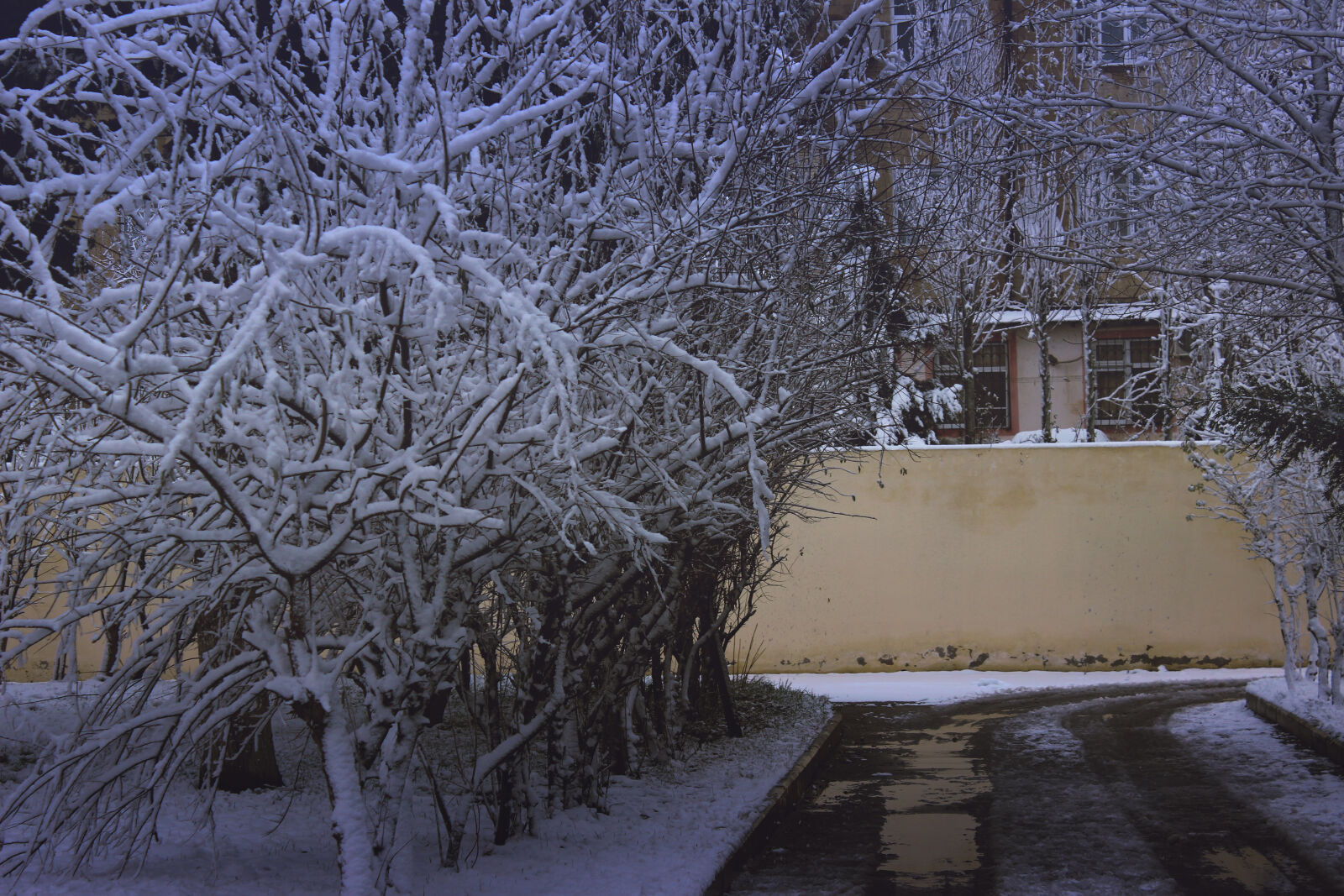 Canon EOS 600D (Rebel EOS T3i / EOS Kiss X5) sample photo. Snow, covered, trees, in photography