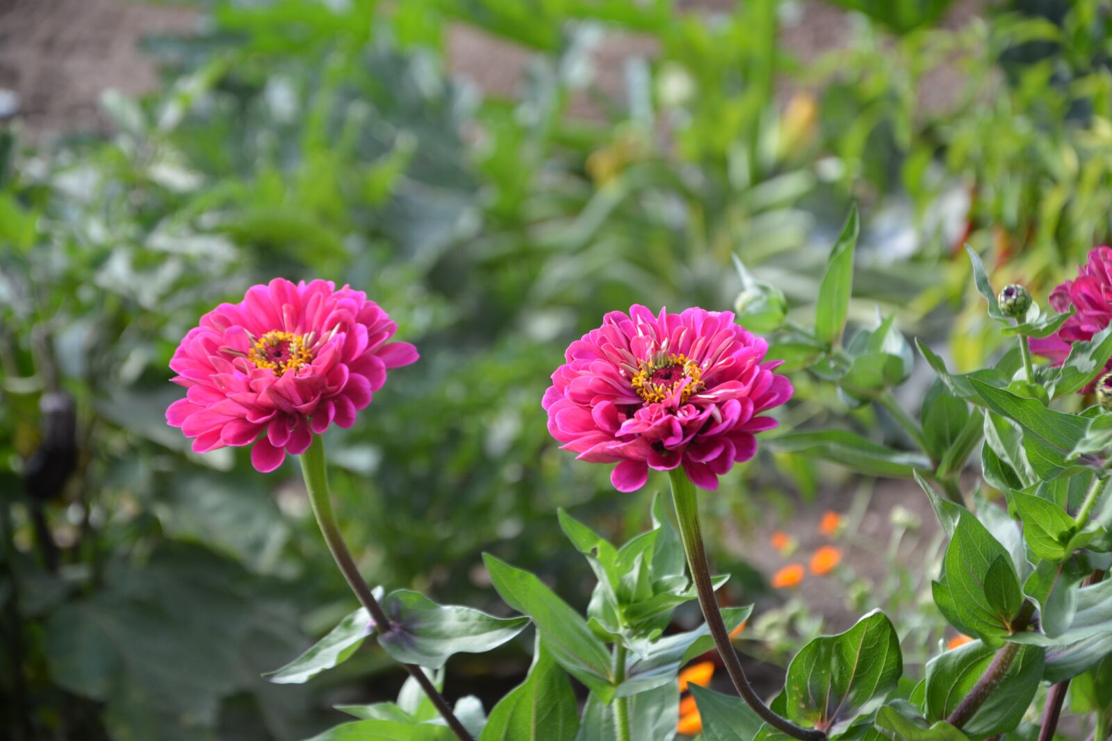 Nikon D5200 sample photo. Flower, flowers, petals photography