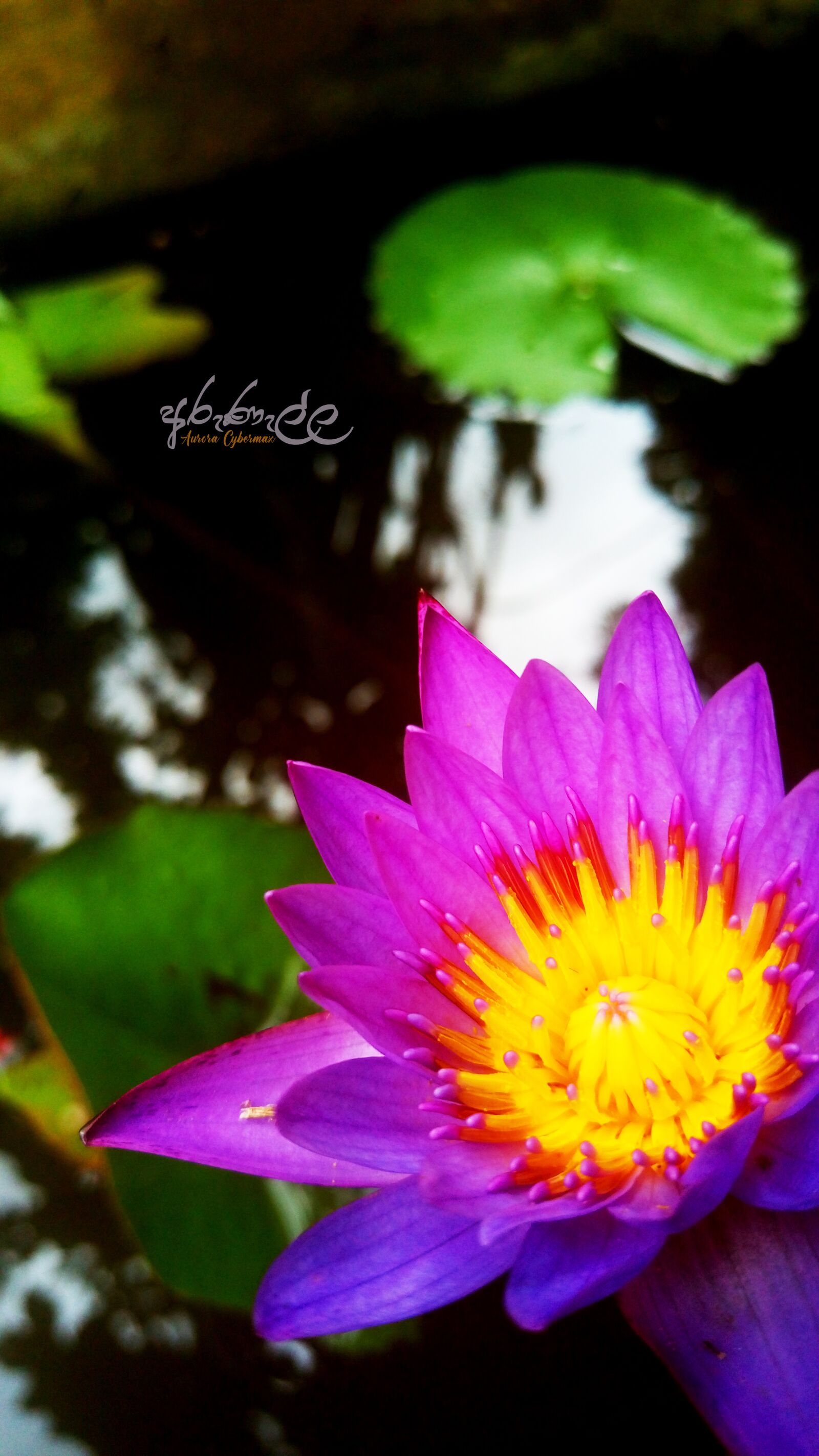 HTC E9PW sample photo. Water, lilly, srilanka photography