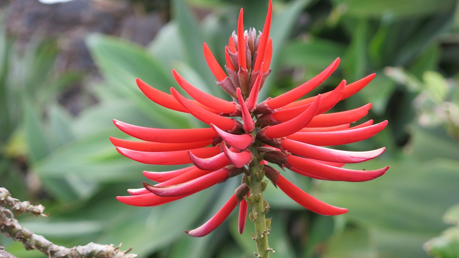 Canon PowerShot G15 sample photo. Star, bright red, red photography