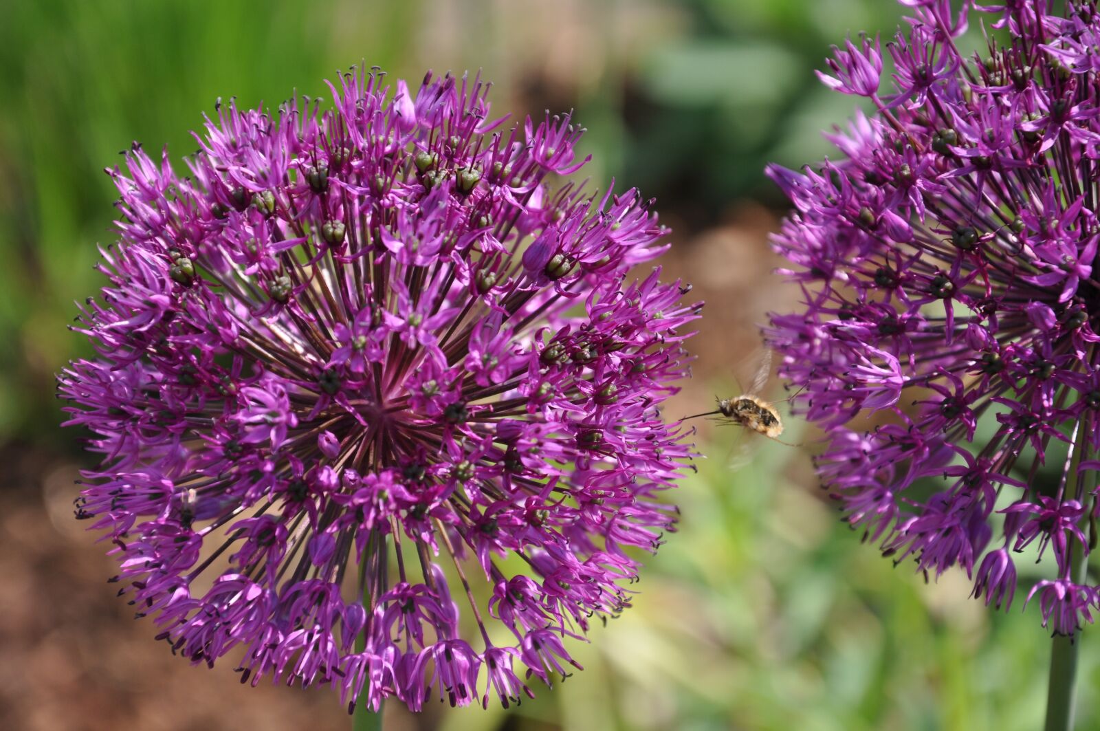 Nikon D5000 sample photo. Bee, insect, pollen photography