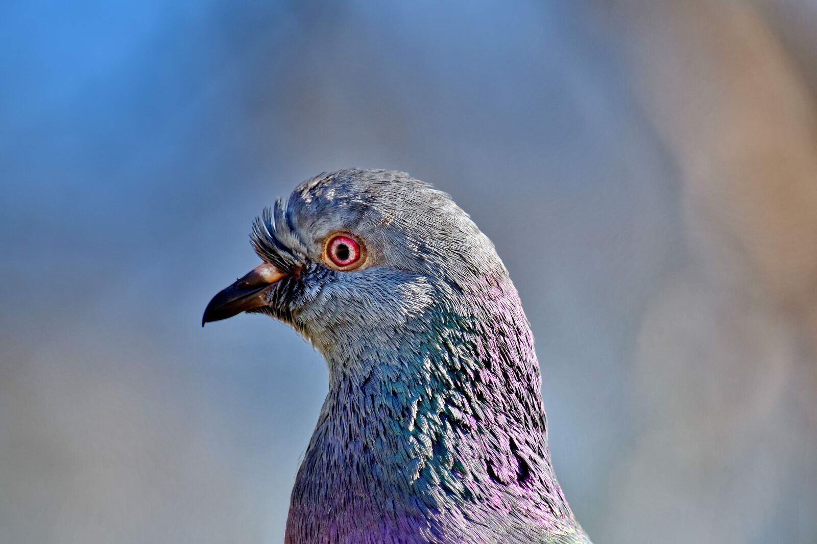 Nikon D5500 sample photo. Beautiful photo, bird, close-up photography