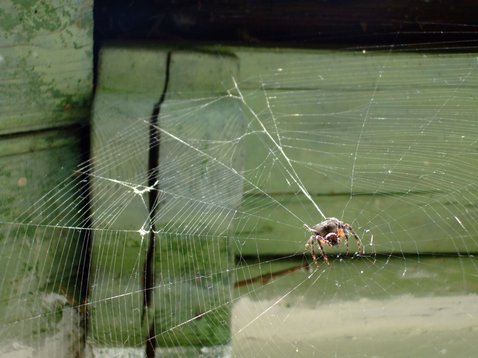 Fujifilm FinePix A800 sample photo. Spiderweb, spider, web photography