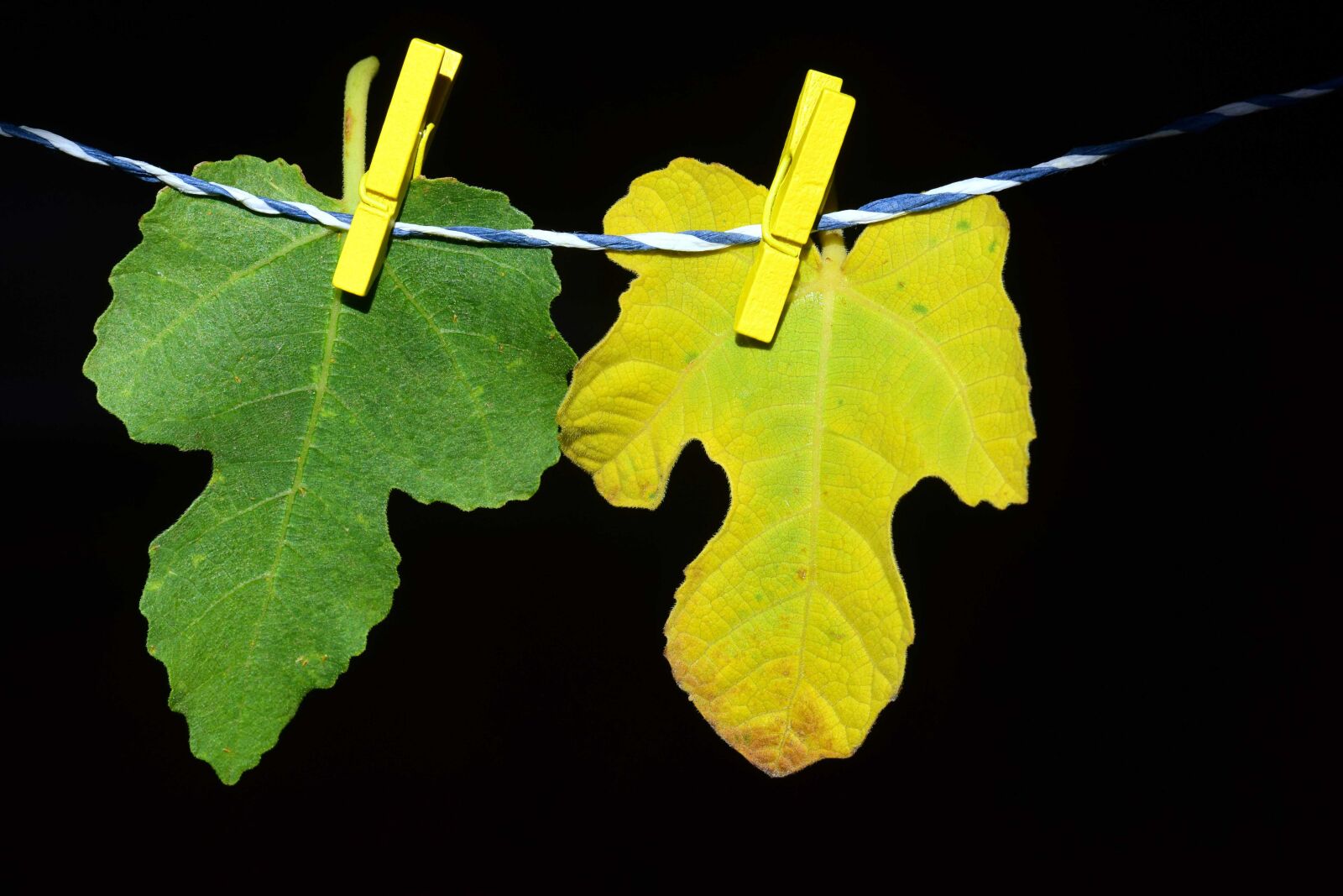 Nikon D3300 sample photo. Green leaf, darkness, rope photography