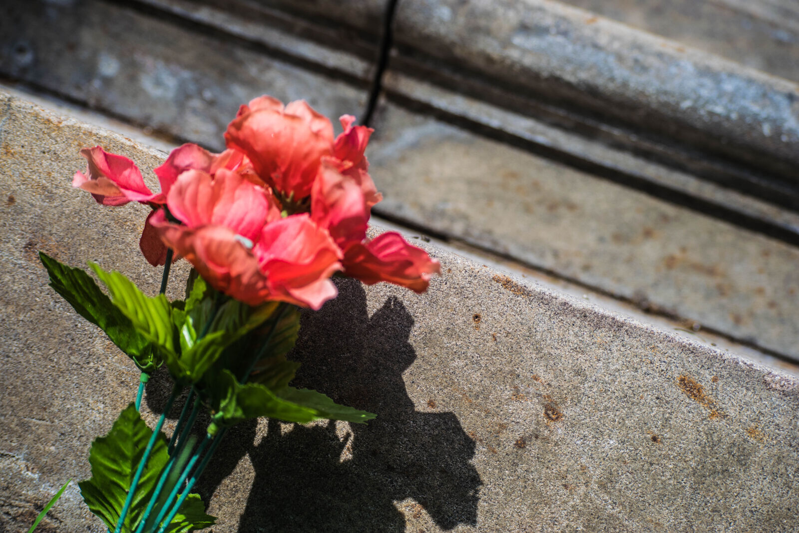 Nikon D3300 sample photo. Flower photography