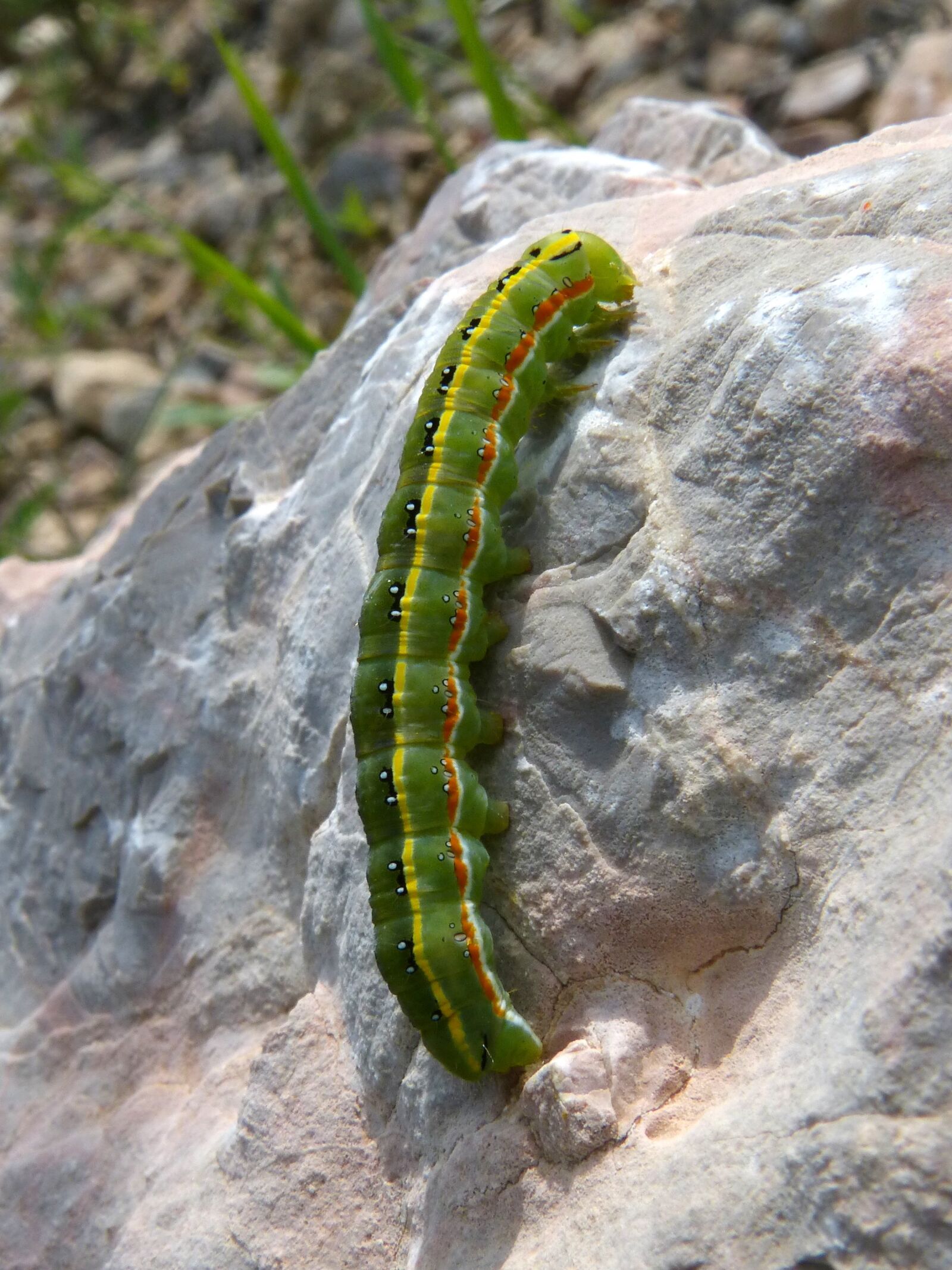 Panasonic DMC-FZ62 sample photo. Caterpillar, colorful, worm photography