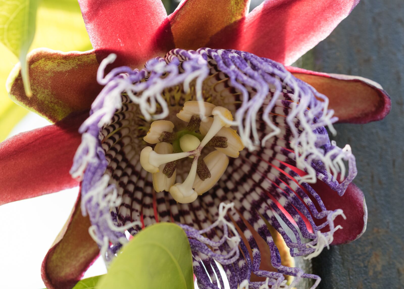 Nikon D5500 sample photo. Plant, climbing, passiflora photography