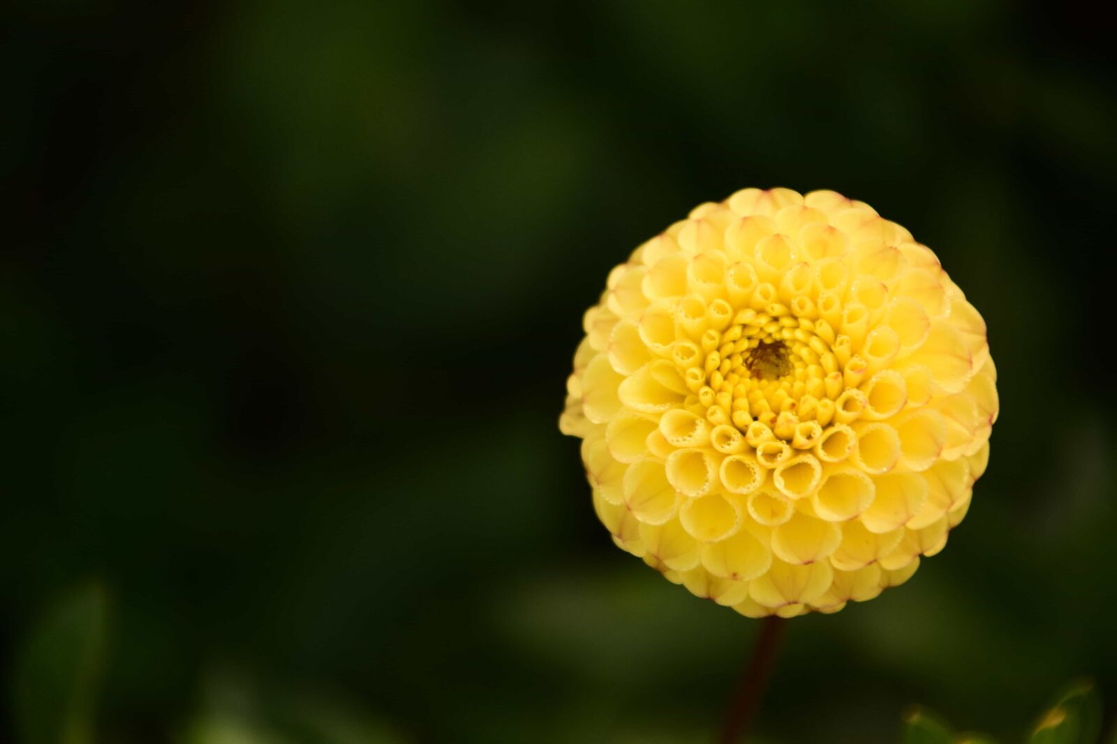 Nikon D3300 sample photo. Flower, nature, summer, herb photography