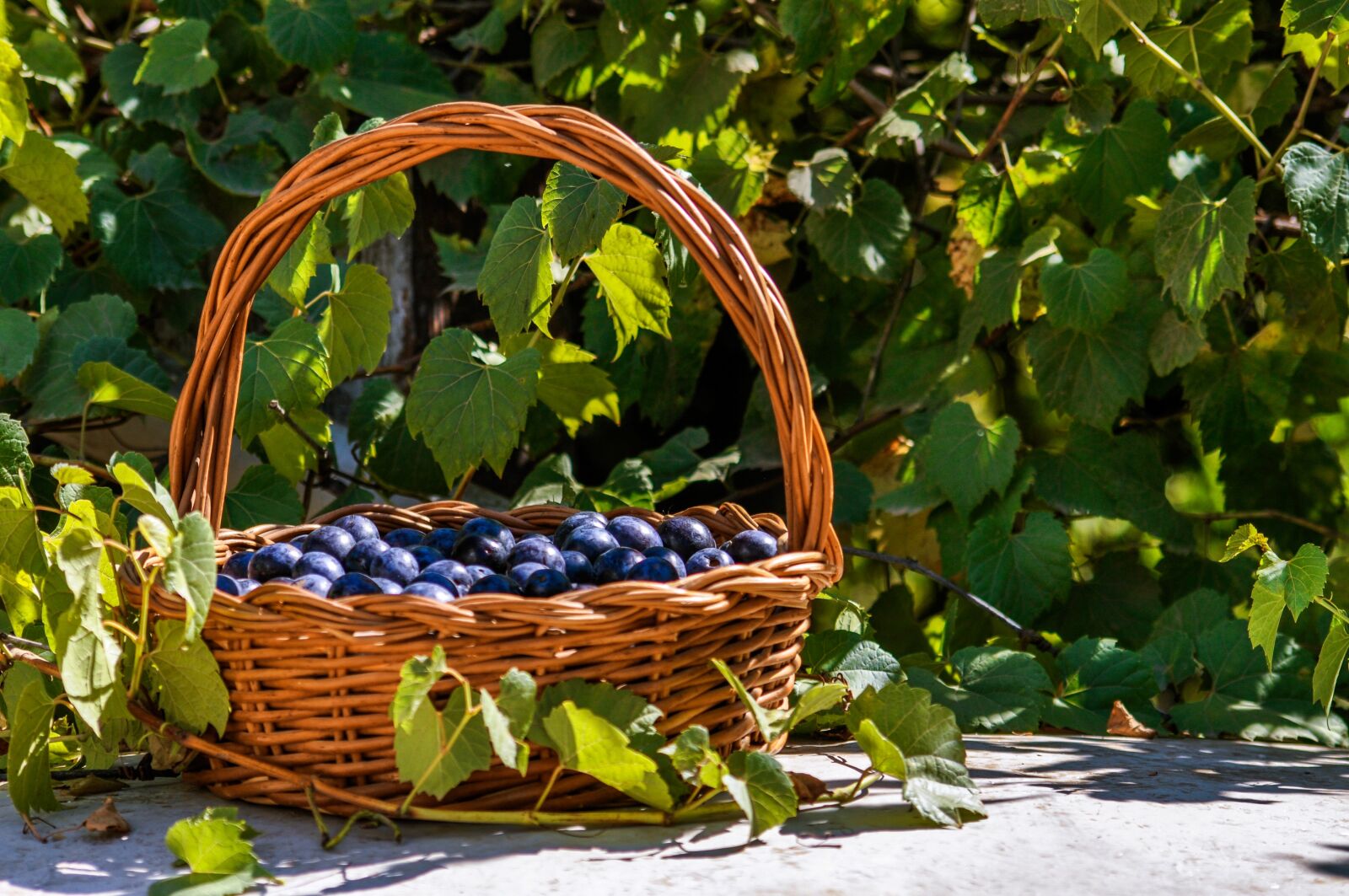 Nikon D90 sample photo. Damons, basket, harvest photography