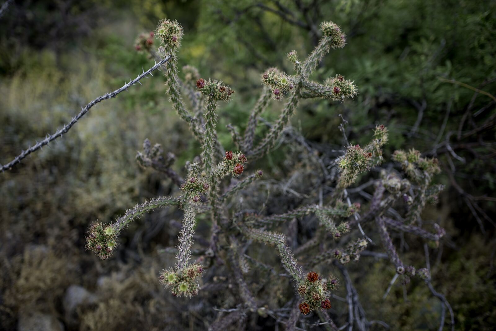 Nikon D810 sample photo. Cactus, az, wilderness photography
