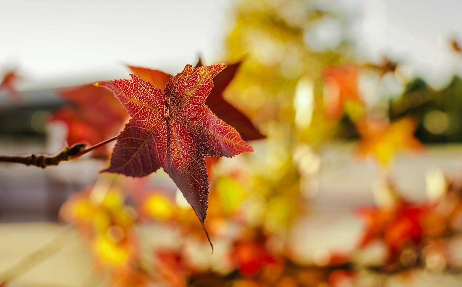 Nikon D7200 sample photo. Autumn, leaf, maple tree photography