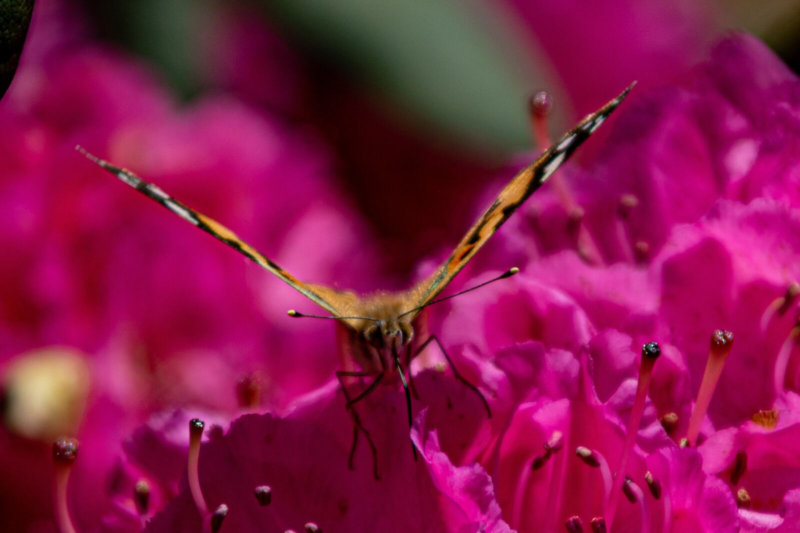 Canon EOS 750D (EOS Rebel T6i / EOS Kiss X8i) sample photo. Butterfly, rhododendron, the feelers photography