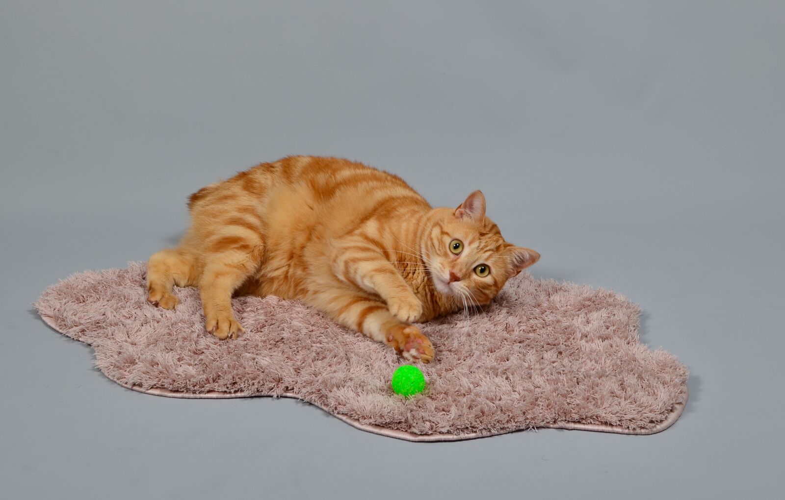 Nikon D7000 sample photo. Cat, animal, cute photography