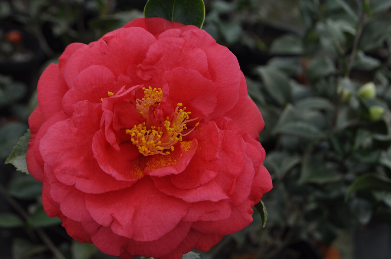Nikon D5000 sample photo. Camellia, floral, flower photography