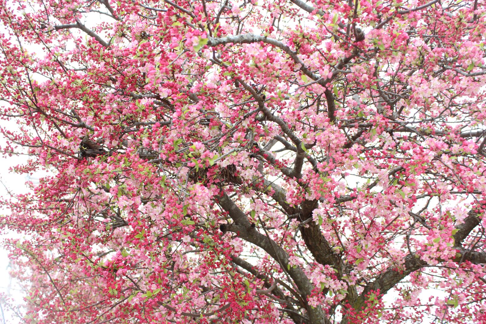 Canon EOS 1200D (EOS Rebel T5 / EOS Kiss X70 / EOS Hi) + Canon EF-S 18-55mm F3.5-5.6 IS II sample photo. Tree, dogwood, nature photography