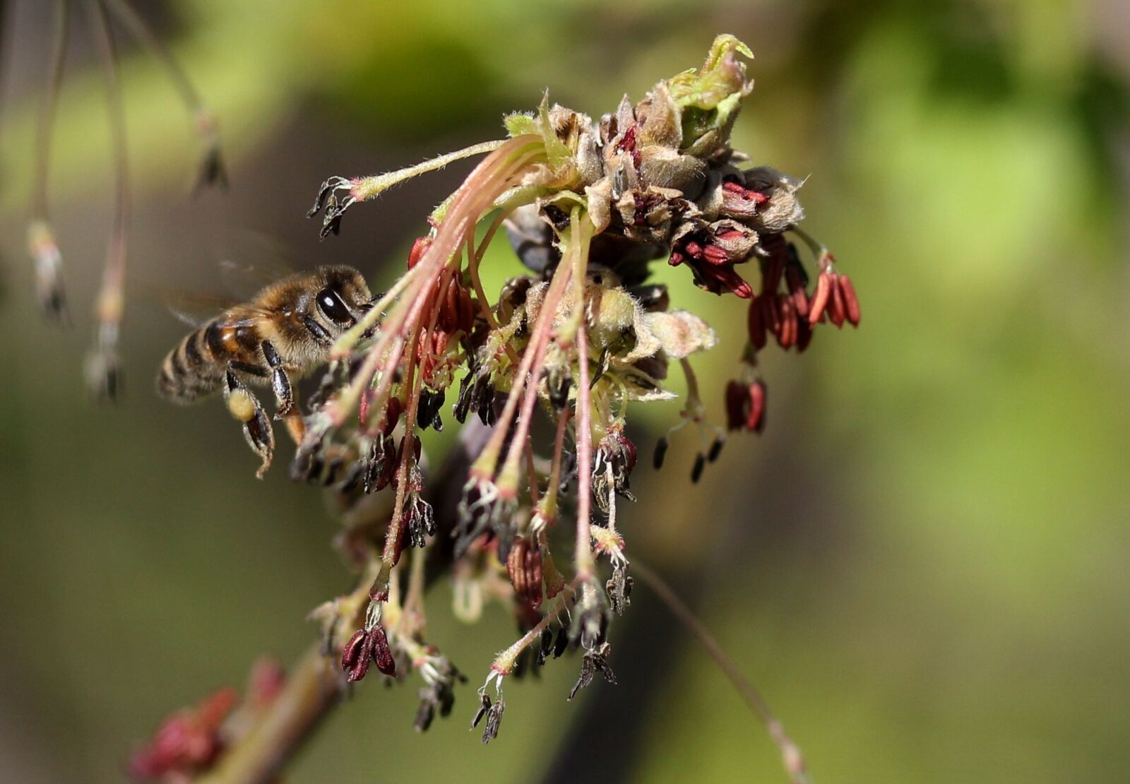 Canon EF-S 60mm F2.8 Macro USM sample photo. Bee, flight, pollination photography
