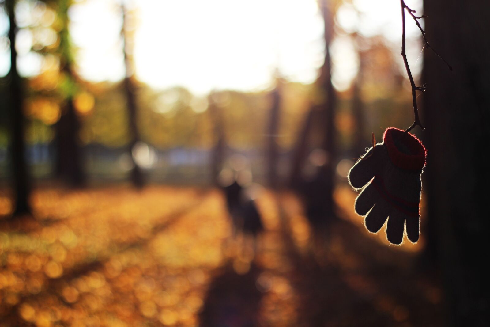 Canon EOS 600D (Rebel EOS T3i / EOS Kiss X5) + Canon EF 50mm F1.8 II sample photo. Autumn, blur, close-up photography