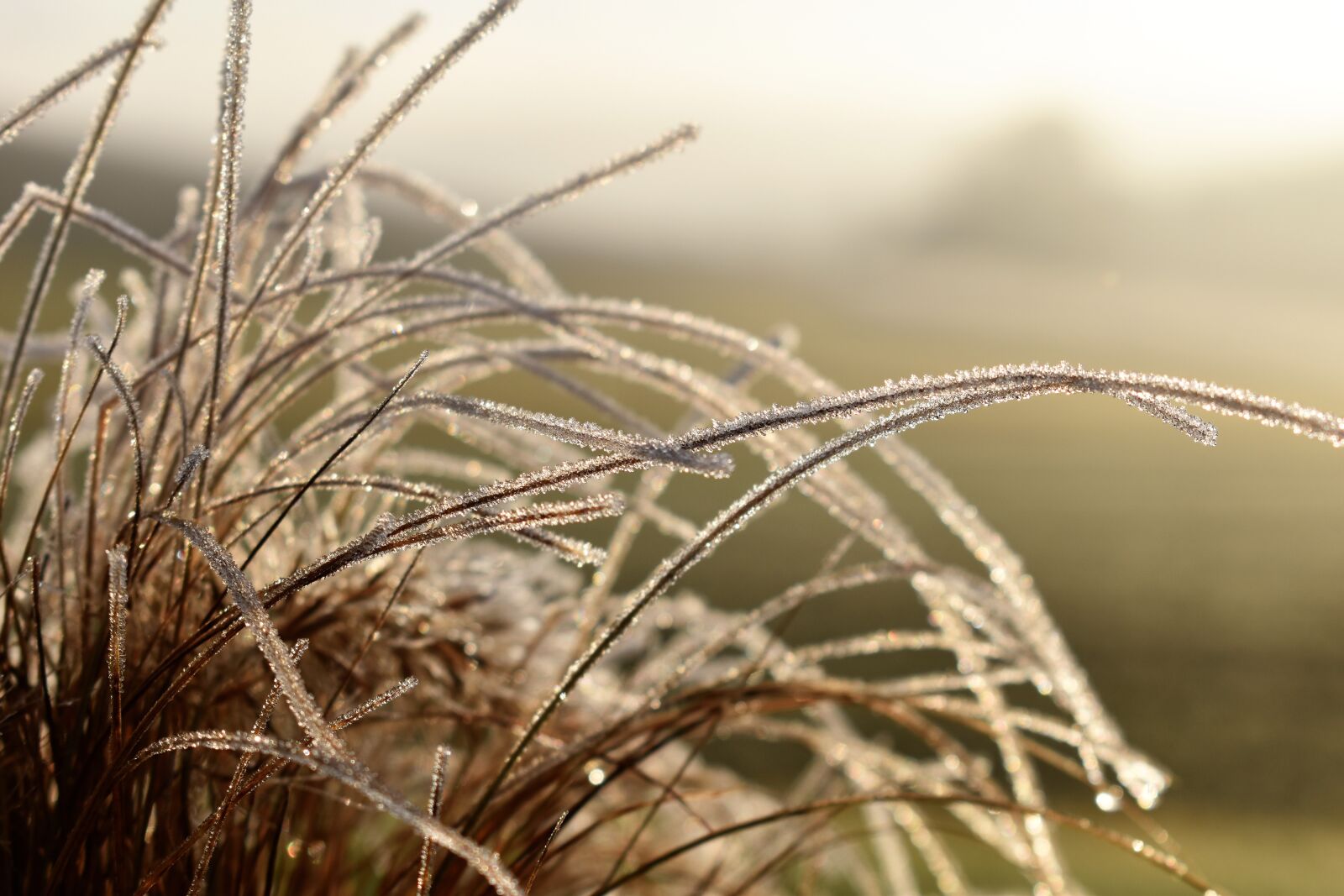 Nikon D5500 sample photo. Leaf, grass, frost photography