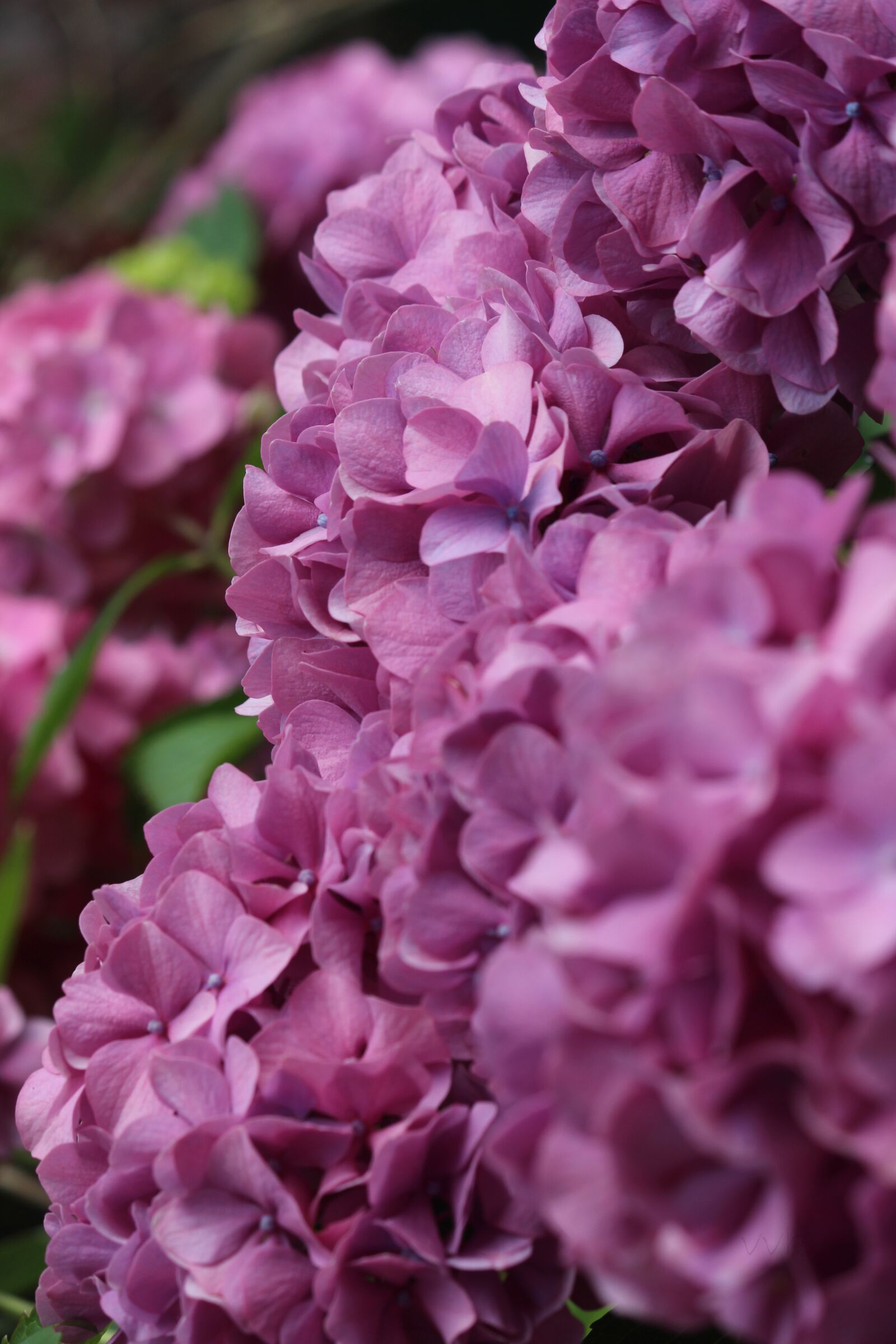 Canon EOS 700D (EOS Rebel T5i / EOS Kiss X7i) sample photo. Lilac, blossom, bloom photography