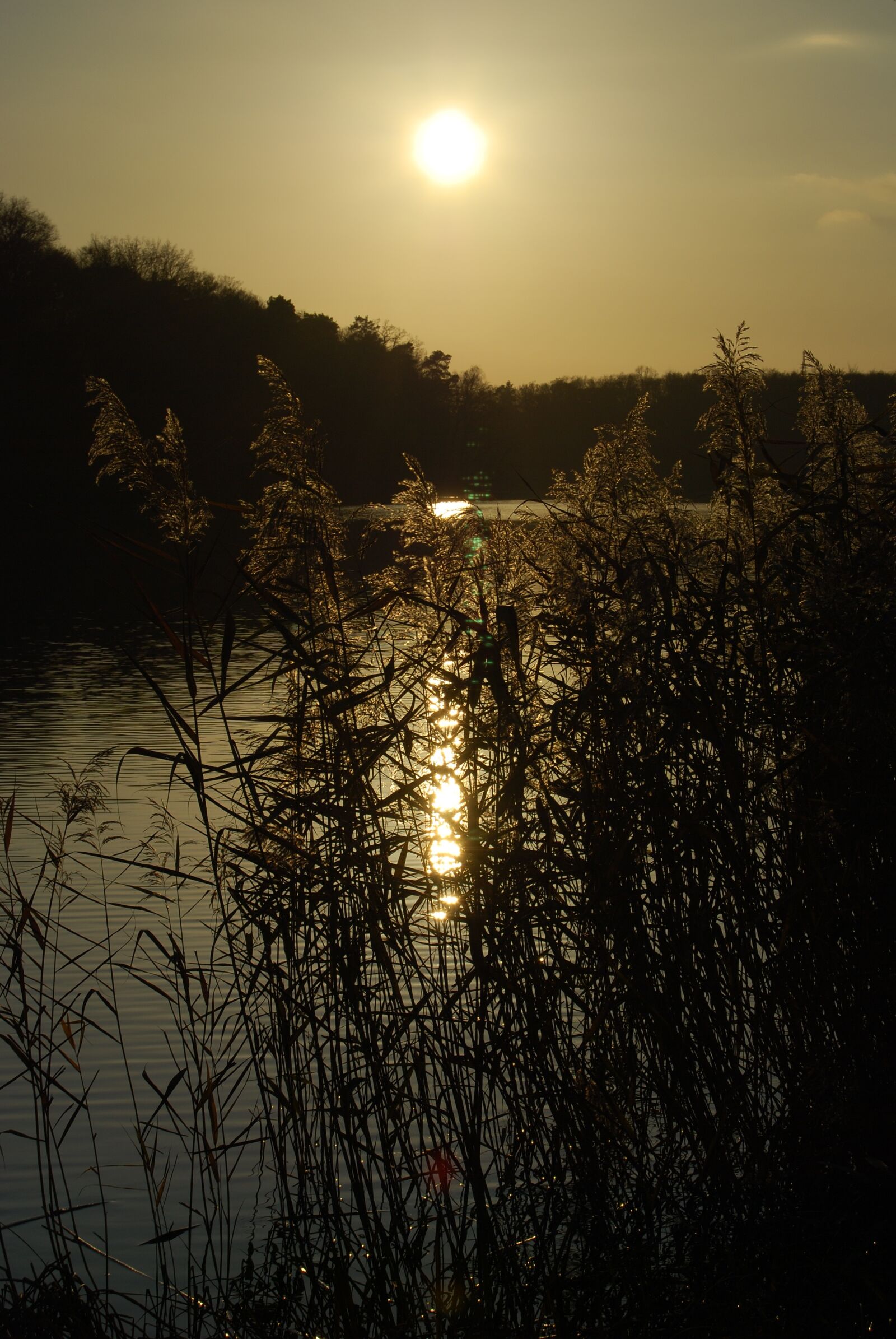 Nikon D80 sample photo. Dawn, tree, nature photography