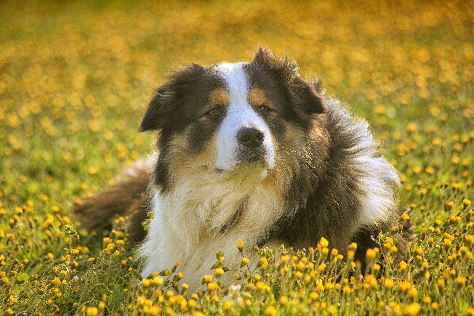 Canon EF 70-300mm F4-5.6 IS USM sample photo. Mammal, dog, lawn photography