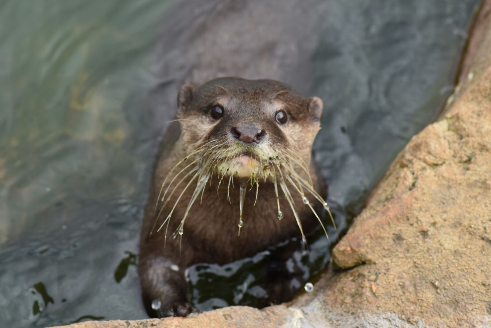 Nikon D7200 sample photo. Otter, animal, water photography