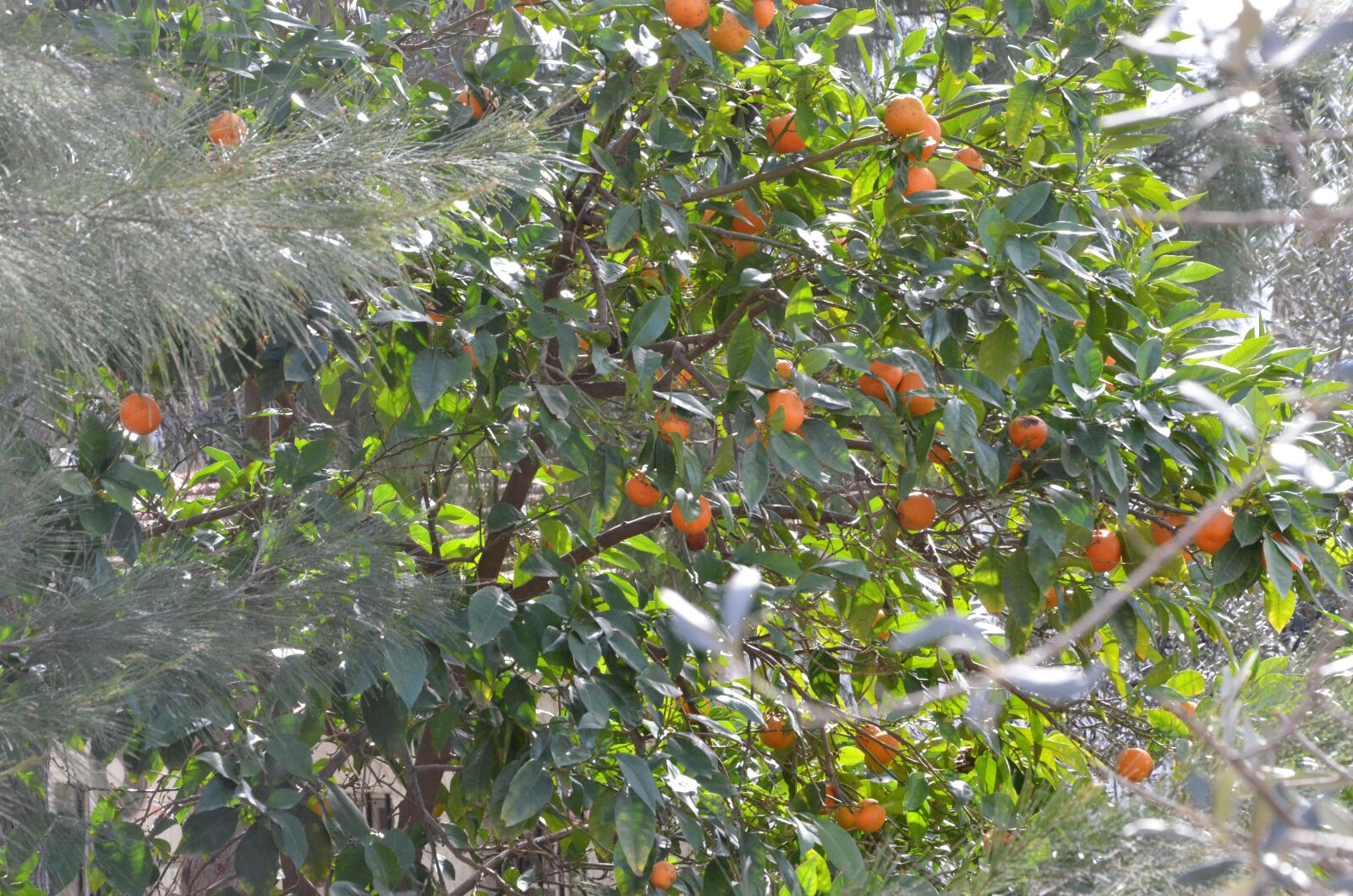 Nikon D7000 sample photo. Tree, fruit, citrus photography