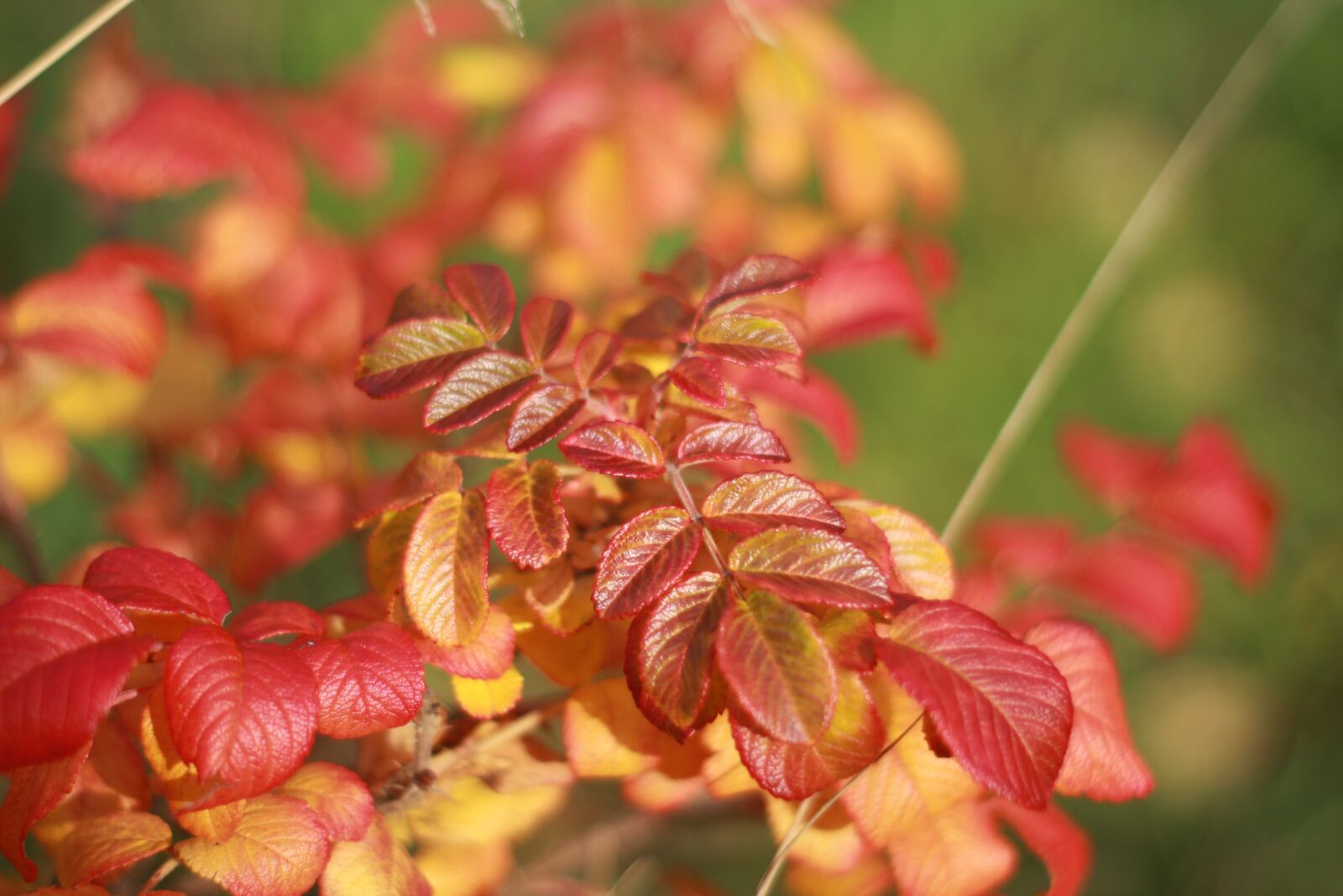 Canon EOS 1200D (EOS Rebel T5 / EOS Kiss X70 / EOS Hi) sample photo. Leaves, sheet, autumn photography