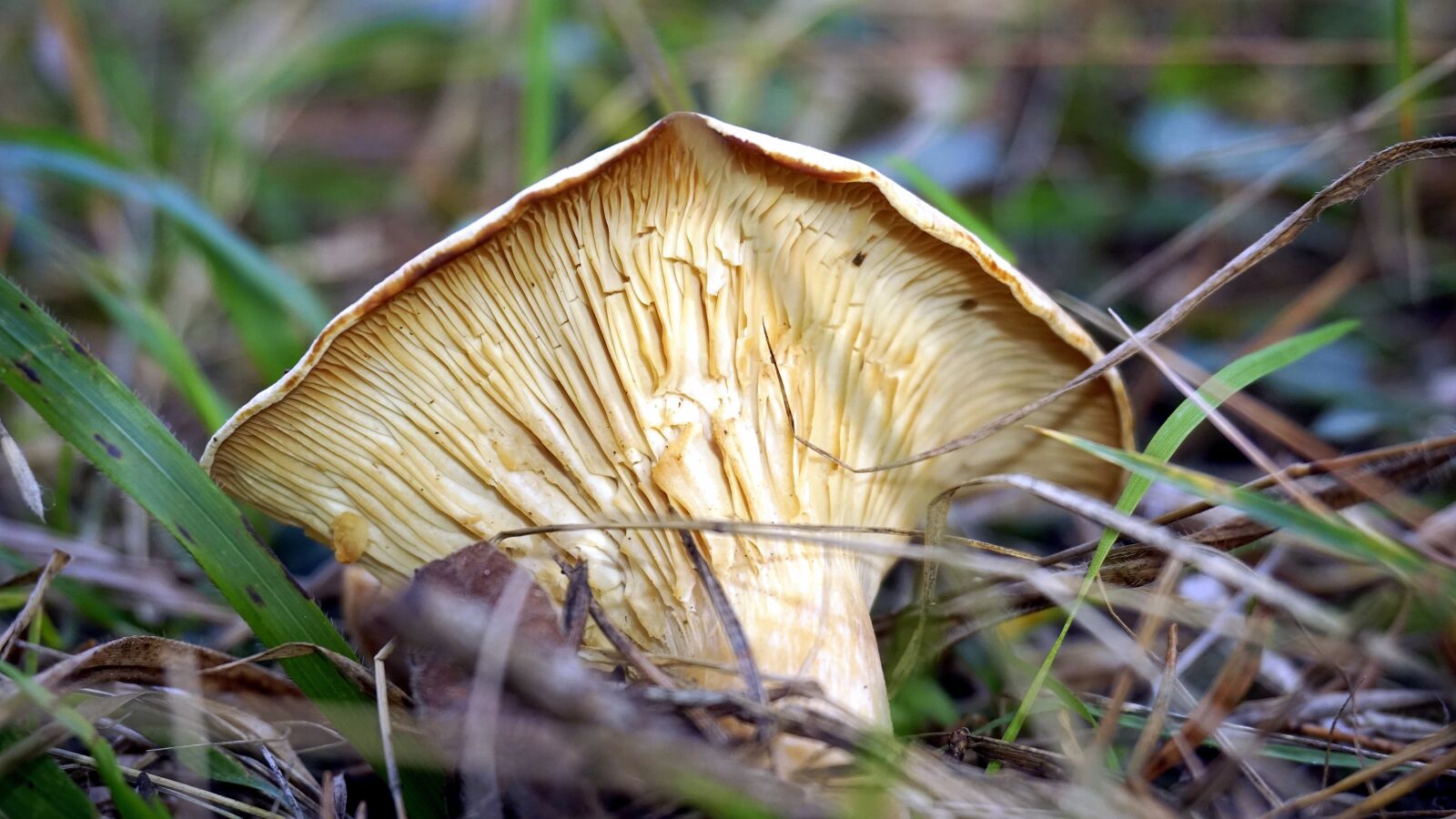 Sony a6000 sample photo. Mycology, mushroom, boletaire photography
