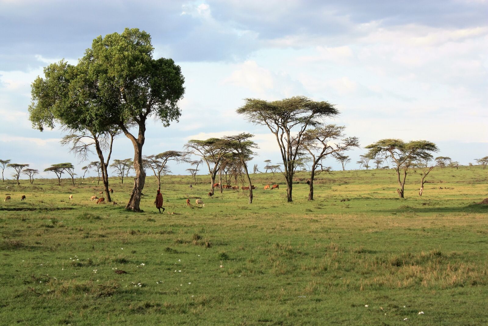 Canon EOS 450D (EOS Rebel XSi / EOS Kiss X2) sample photo. Kenya, savannah, safari photography