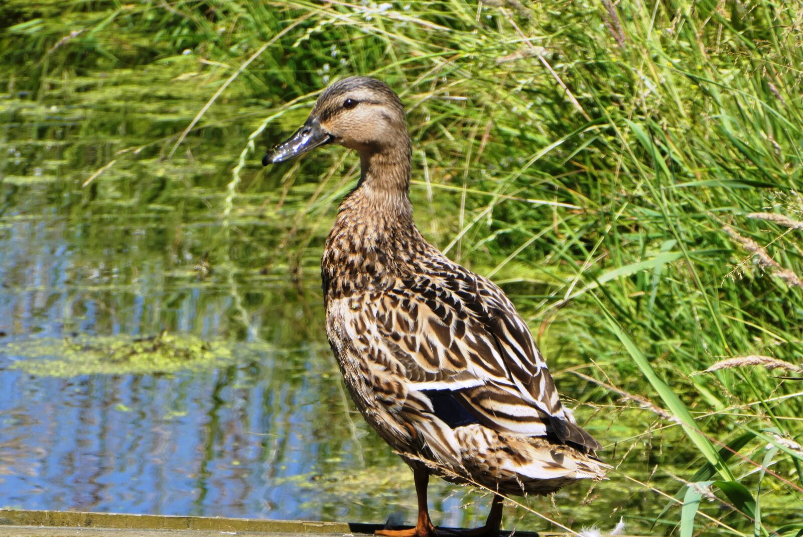 Panasonic Lumix DC-ZS70 (Lumix DC-TZ90) sample photo. Duck, ditch, feathers photography