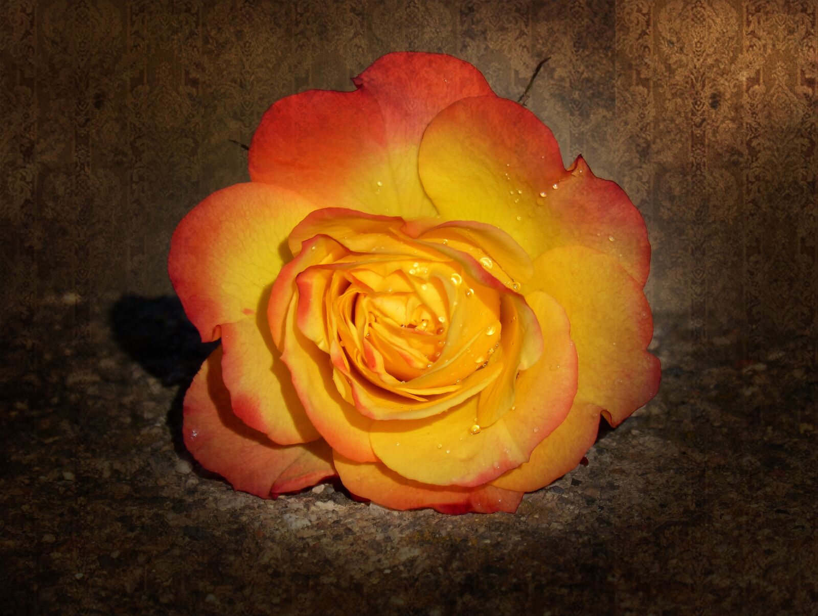 Panasonic DMC-FZ62 sample photo. Rosa, petals, yellow rose photography