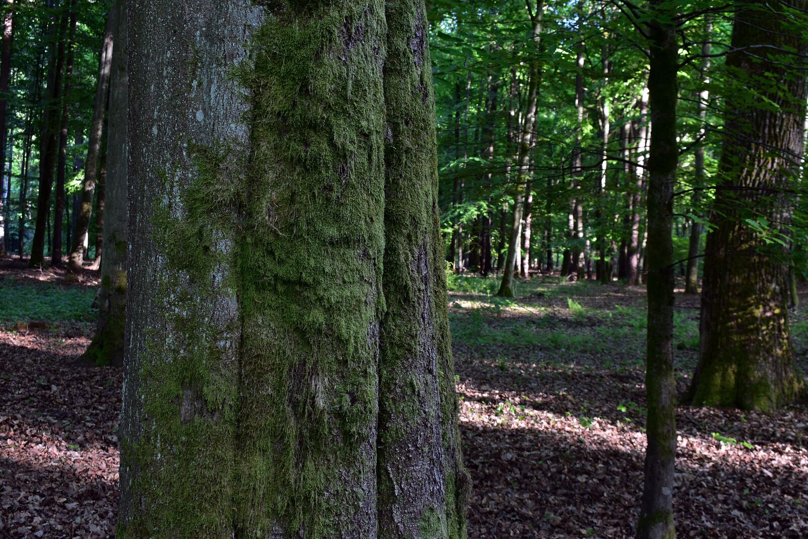 Nikon D3400 sample photo. Tree, moss, the bark photography